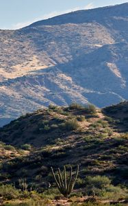 Preview wallpaper hills, grass, cacti, slope