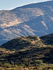 Preview wallpaper hills, grass, cacti, slope