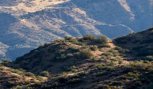 Preview wallpaper hills, grass, cacti, slope