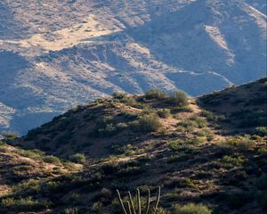 Preview wallpaper hills, grass, cacti, slope