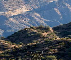 Preview wallpaper hills, grass, cacti, slope