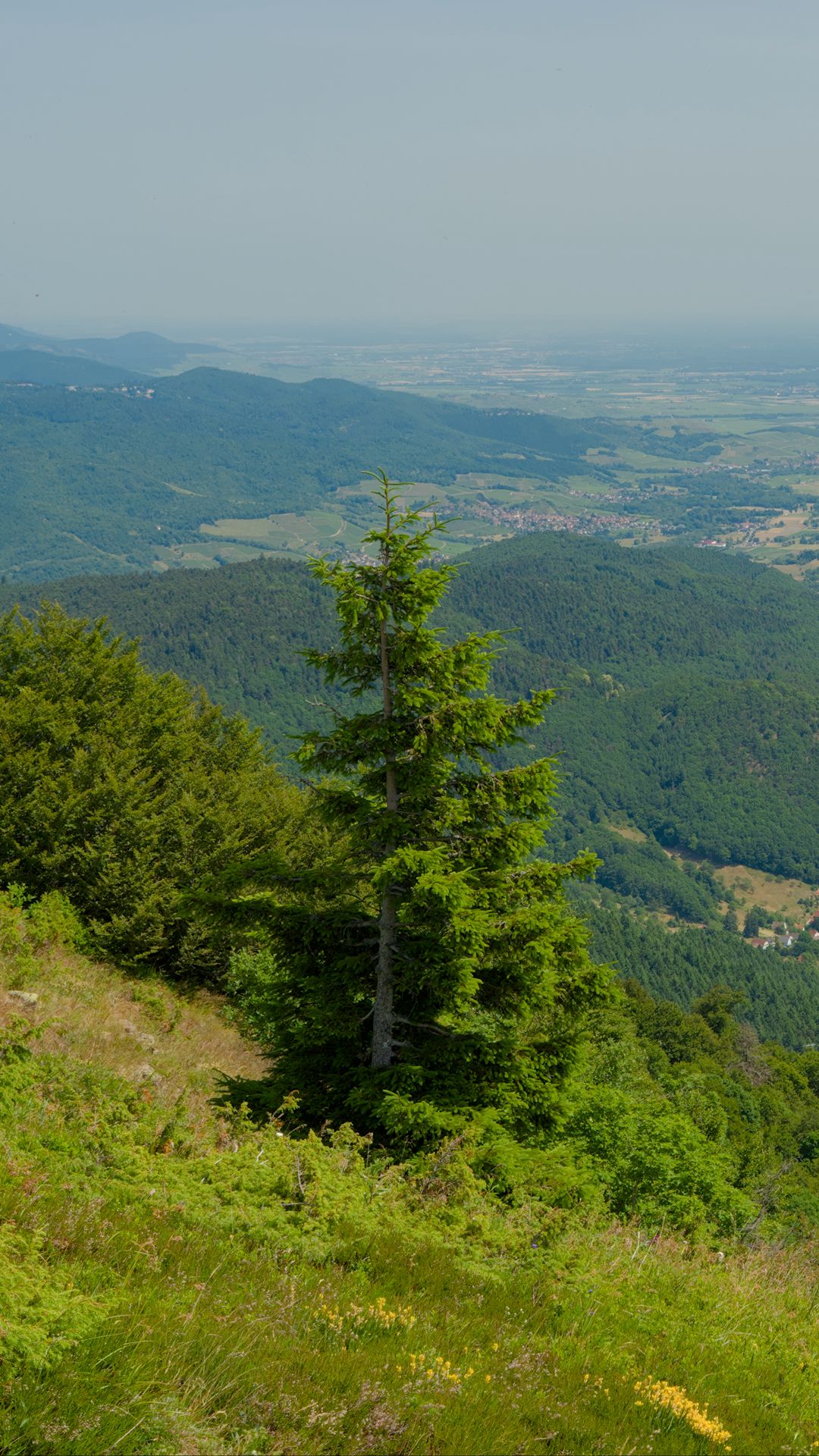 1080x1920 Wallpaper hills, mountains, trees, bushes, landscape