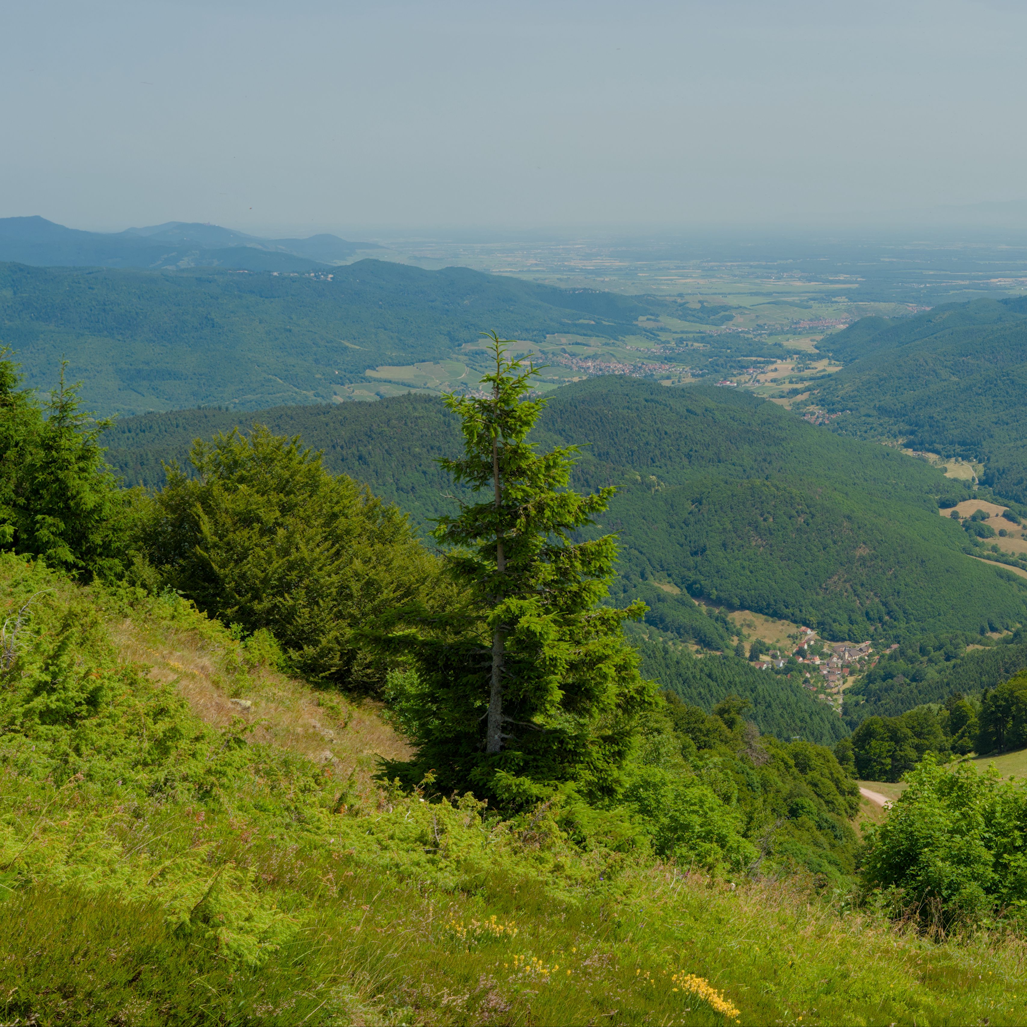 3415x3415 Wallpaper hills, mountains, trees, bushes, landscape
