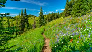 Preview wallpaper hills, path, trees, flowers, grass