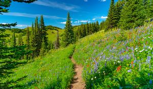 Preview wallpaper hills, path, trees, flowers, grass