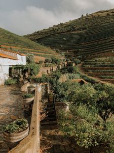 Preview wallpaper hills, plantation, plants, greenery