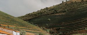 Preview wallpaper hills, plantation, plants, greenery