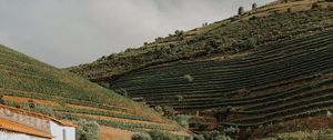 Preview wallpaper hills, plantation, plants, greenery