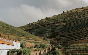 Preview wallpaper hills, plantation, plants, greenery