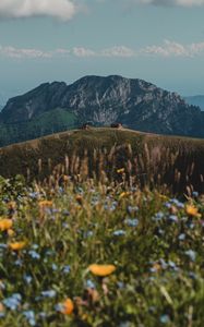 Preview wallpaper hills, rocks, flowers, wildflowers, building