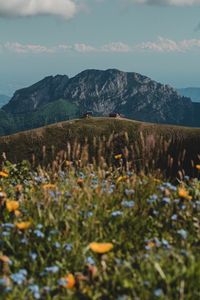 Preview wallpaper hills, rocks, flowers, wildflowers, building