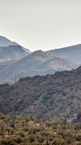 Preview wallpaper hills, slope, cacti, grass, bushes