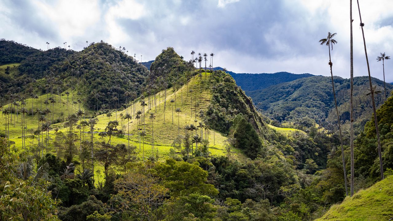 Wallpaper hills, slope, palm trees, grass