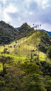 Preview wallpaper hills, slope, palm trees, grass