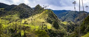 Preview wallpaper hills, slope, palm trees, grass