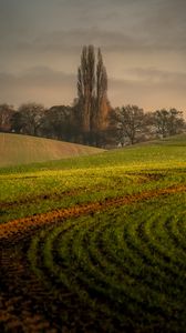 Preview wallpaper hills, trees, arable land