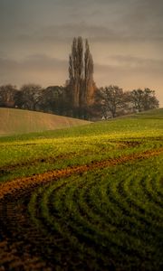 Preview wallpaper hills, trees, arable land