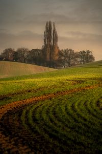 Preview wallpaper hills, trees, arable land