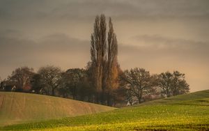 Preview wallpaper hills, trees, arable land