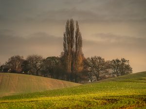 Preview wallpaper hills, trees, arable land