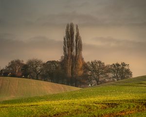 Preview wallpaper hills, trees, arable land