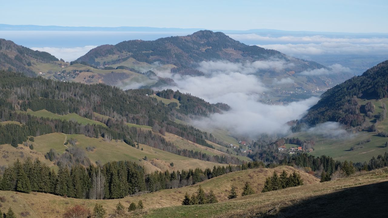 Wallpaper hills, trees, fog