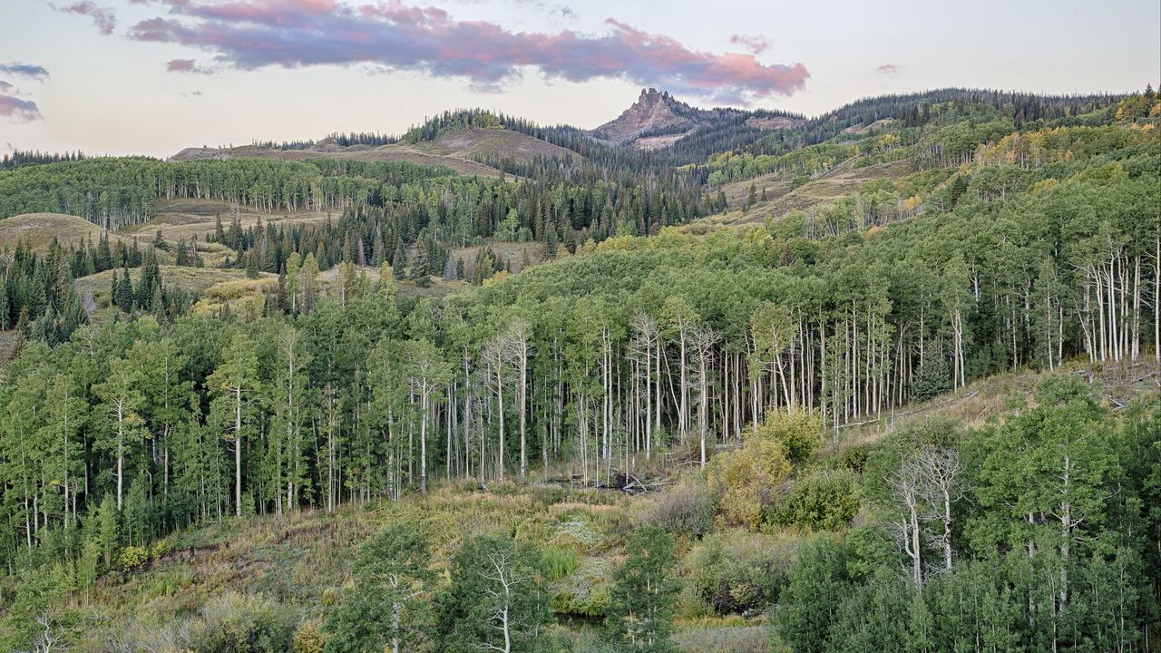 Wallpaper hills, trees, forest, landscape