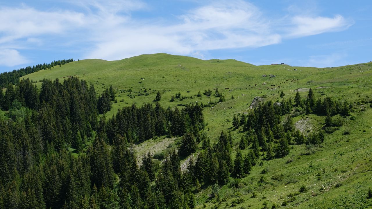 Wallpaper hills, trees, nature, landscape, aerial view