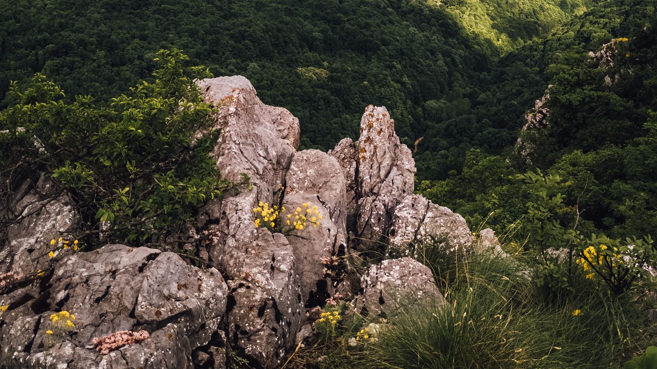 Wallpaper hills, trees, nature, aerial view