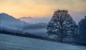 Preview wallpaper hillside, trees, snow, sunrise, fog, nature