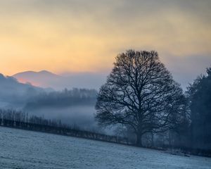 Preview wallpaper hillside, trees, snow, sunrise, fog, nature