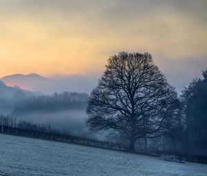 Preview wallpaper hillside, trees, snow, sunrise, fog, nature