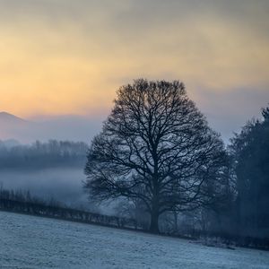 Preview wallpaper hillside, trees, snow, sunrise, fog, nature