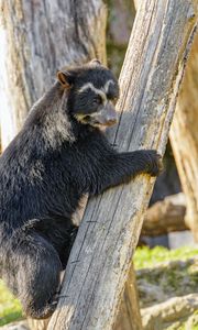 Preview wallpaper himalayan bear, bear, animal, predator