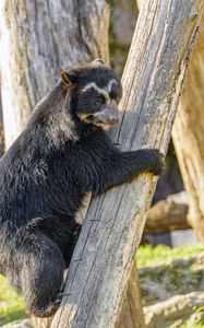 Preview wallpaper himalayan bear, bear, animal, predator