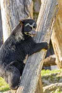 Preview wallpaper himalayan bear, bear, animal, predator