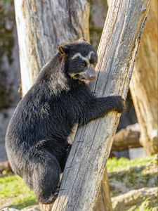 Preview wallpaper himalayan bear, bear, animal, predator