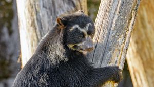 Preview wallpaper himalayan bear, bear, animal, predator