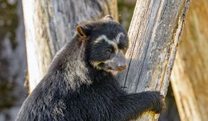 Preview wallpaper himalayan bear, bear, animal, predator