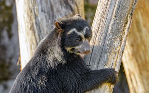 Preview wallpaper himalayan bear, bear, animal, predator