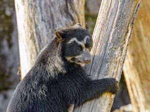 Preview wallpaper himalayan bear, bear, animal, predator