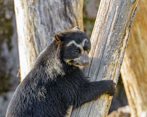 Preview wallpaper himalayan bear, bear, animal, predator