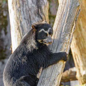 Preview wallpaper himalayan bear, bear, animal, predator