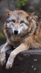 Preview wallpaper himalayan wolf, wolf, predator, animal