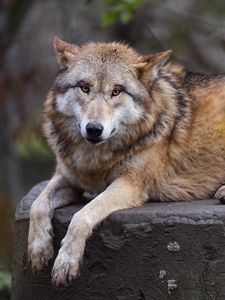 Preview wallpaper himalayan wolf, wolf, predator, animal