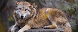 Preview wallpaper himalayan wolf, wolf, predator, animal