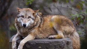 Preview wallpaper himalayan wolf, wolf, predator, animal