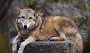 Preview wallpaper himalayan wolf, wolf, predator, animal