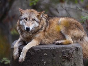 Preview wallpaper himalayan wolf, wolf, predator, animal