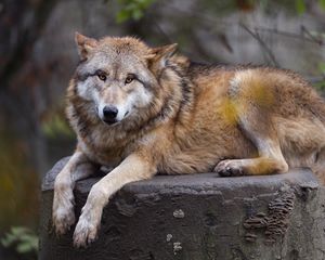 Preview wallpaper himalayan wolf, wolf, predator, animal